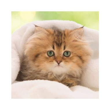 Puzzle Γατακια 55pcs για 5+...